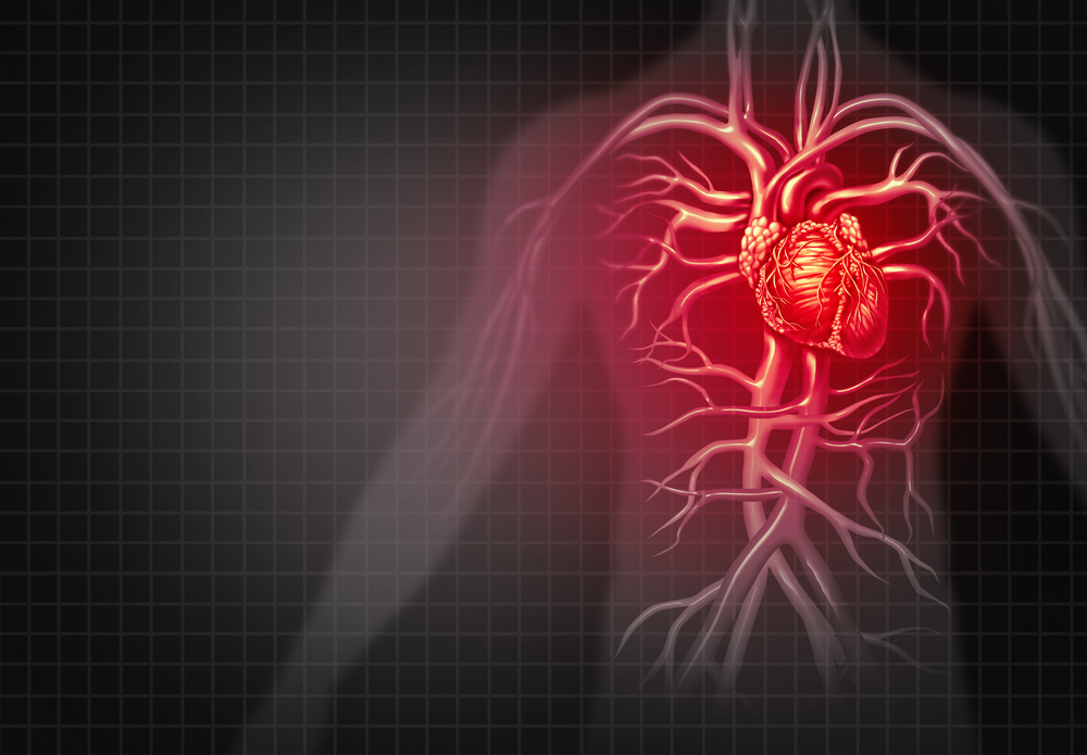 graphic representing the cardiovascular system