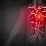 graphic representing the cardiovascular system
